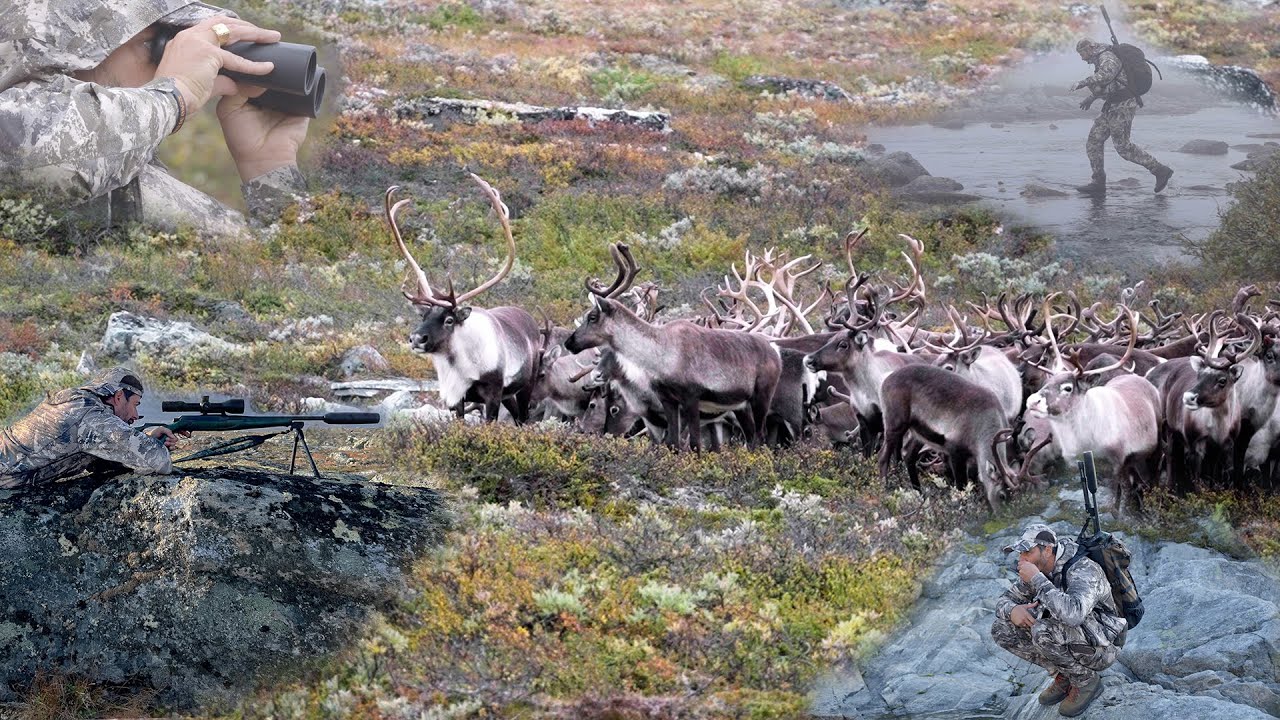 R&ecirc;ves De Chasse n&deg;5  : Chasse du renne &agrave; l'approche dans les montagnes norv&eacute;giennes