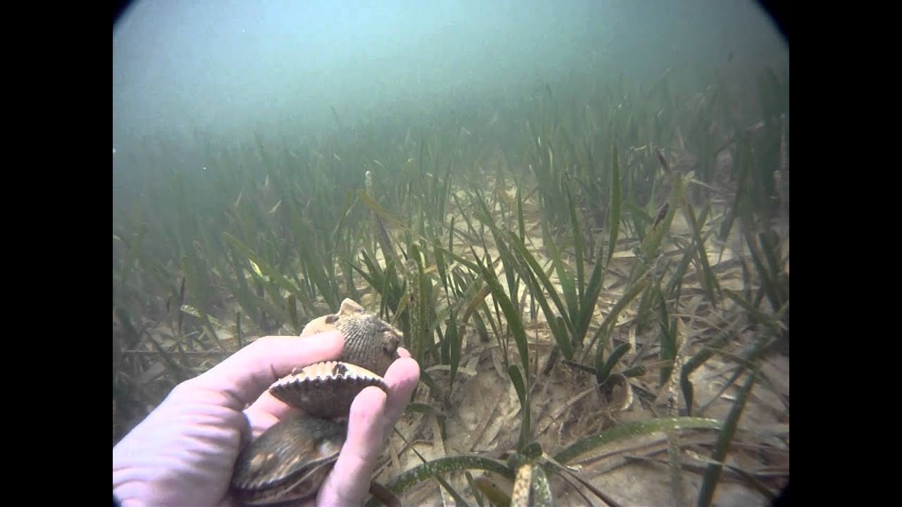 SCALLOPING IN ST. JOE BAY, FLORIDA