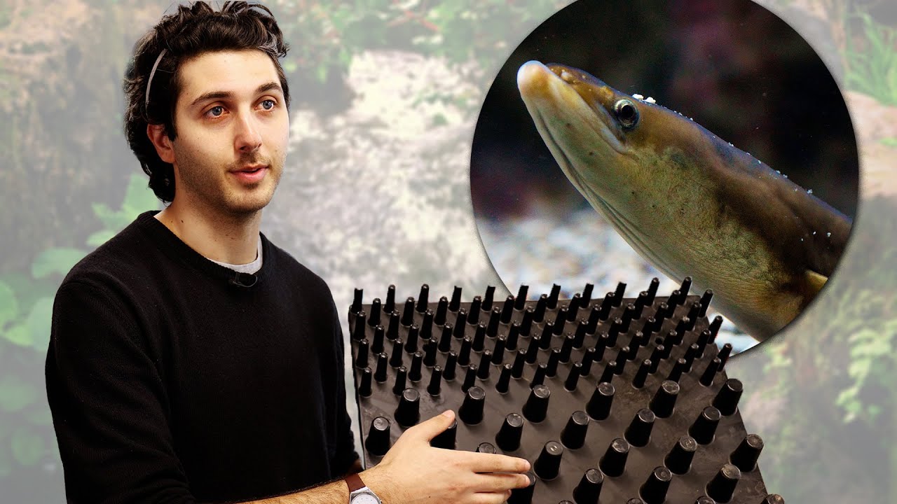 Critically endangered European eels - Research Spotlight on FRESH student Guglielmo Sonnino Sorisio