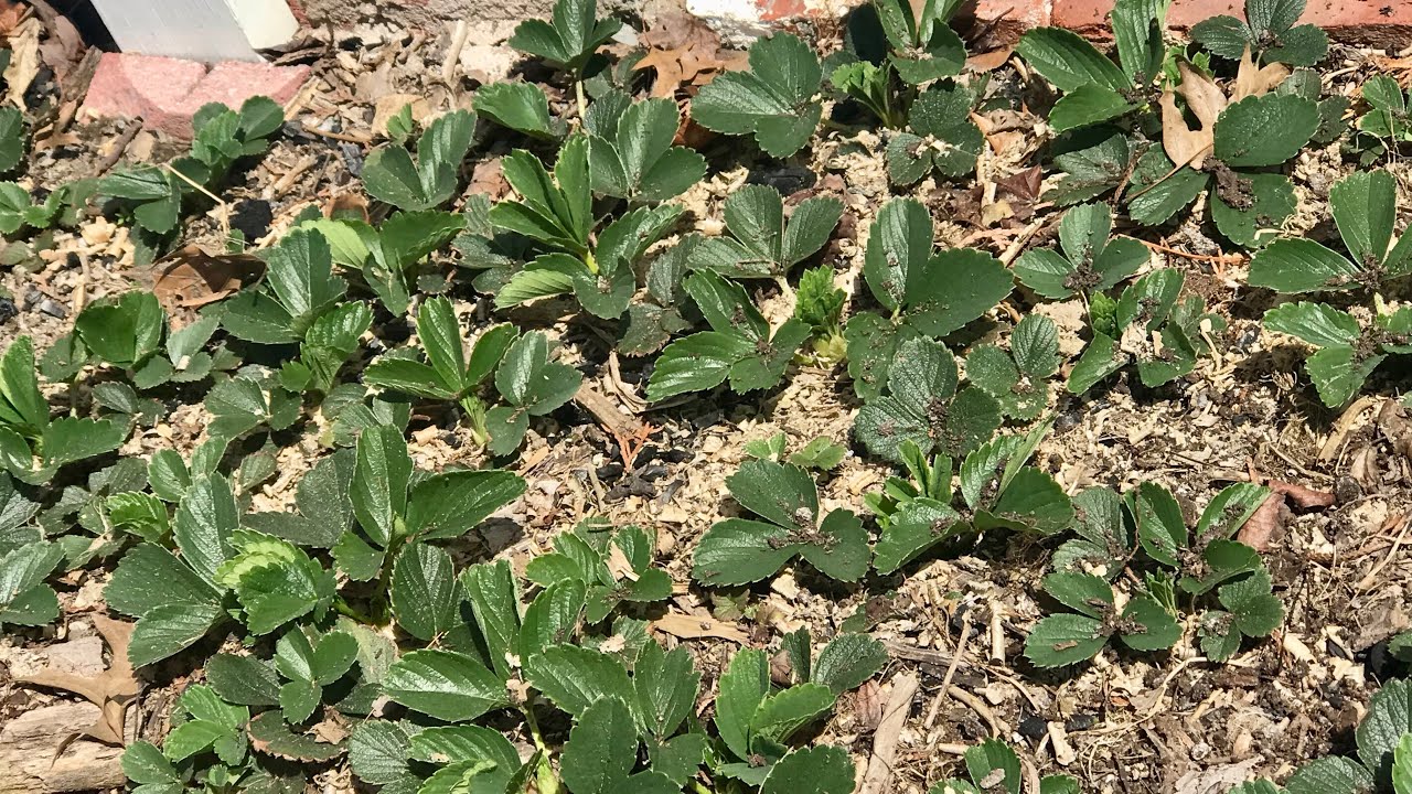 como puedes tener mas plantas de fresa sin semilla ni estolón?