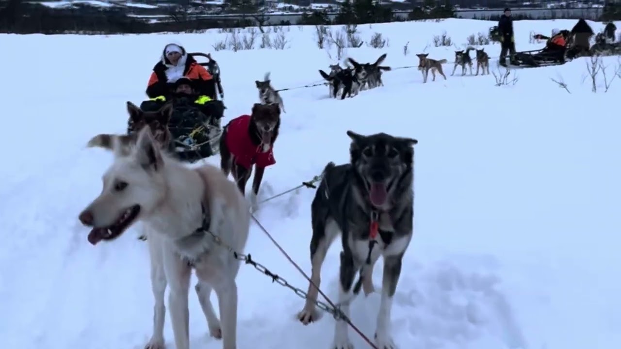 Tromso chiens de traîneau husky tour