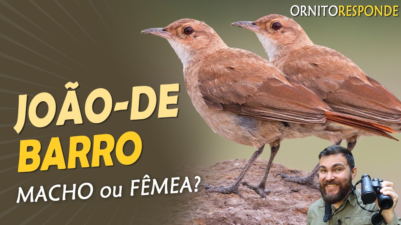 AVES em que Machos e F&ecirc;meas s&atilde;o iguais: como se reconhecem? Ornit&oacute;logo Responde #72