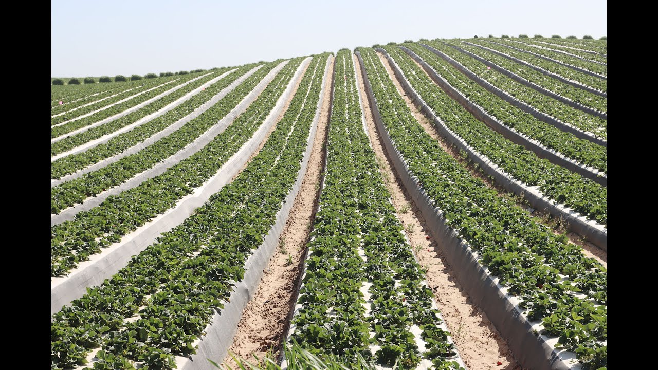 How Strawberries Are Grown in California