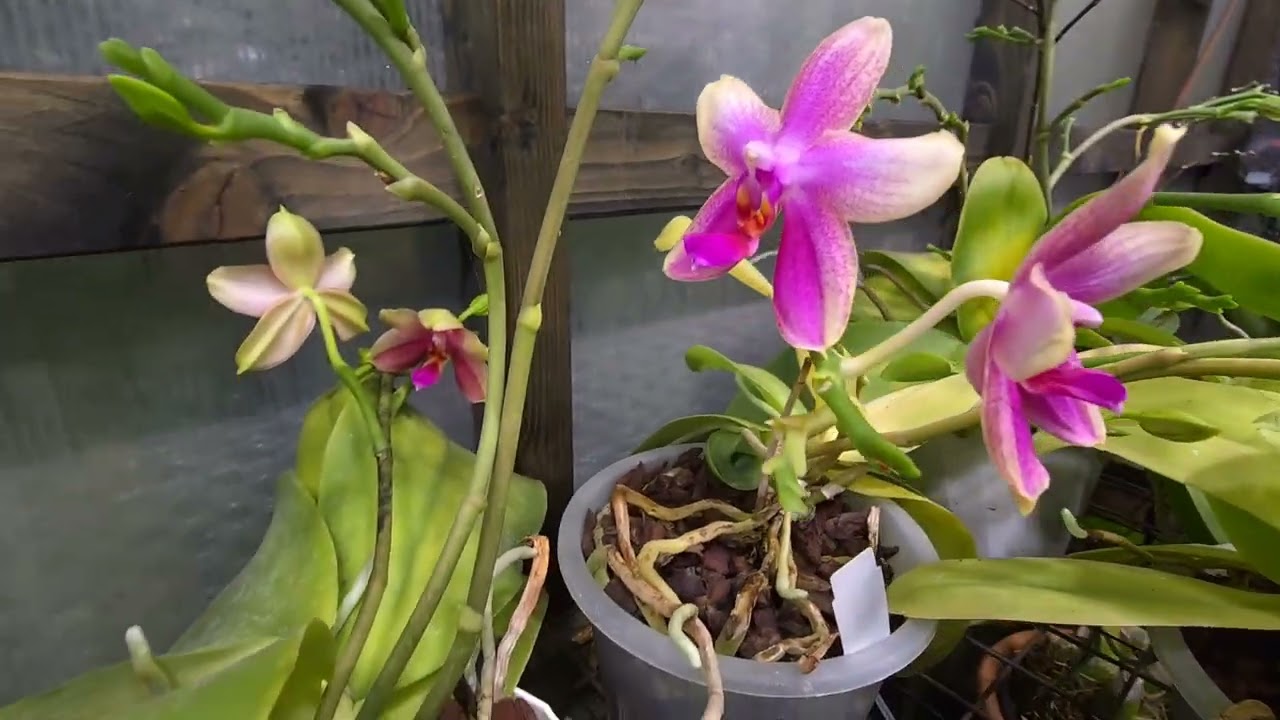 Quick walk through my #orchid #greenhouse 