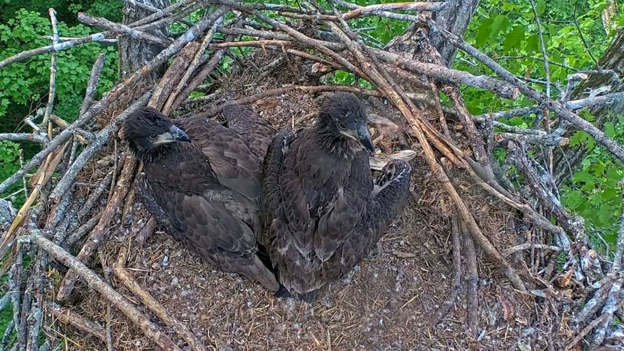 EP#497 #baldeagle Review birds in nest with nature #birdslovers #birdsounds #birdsnest #wildbirds