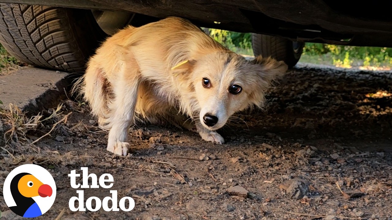 Мужчина спас крошечную собачку, которую нашли избитой под машиной | The Dodo