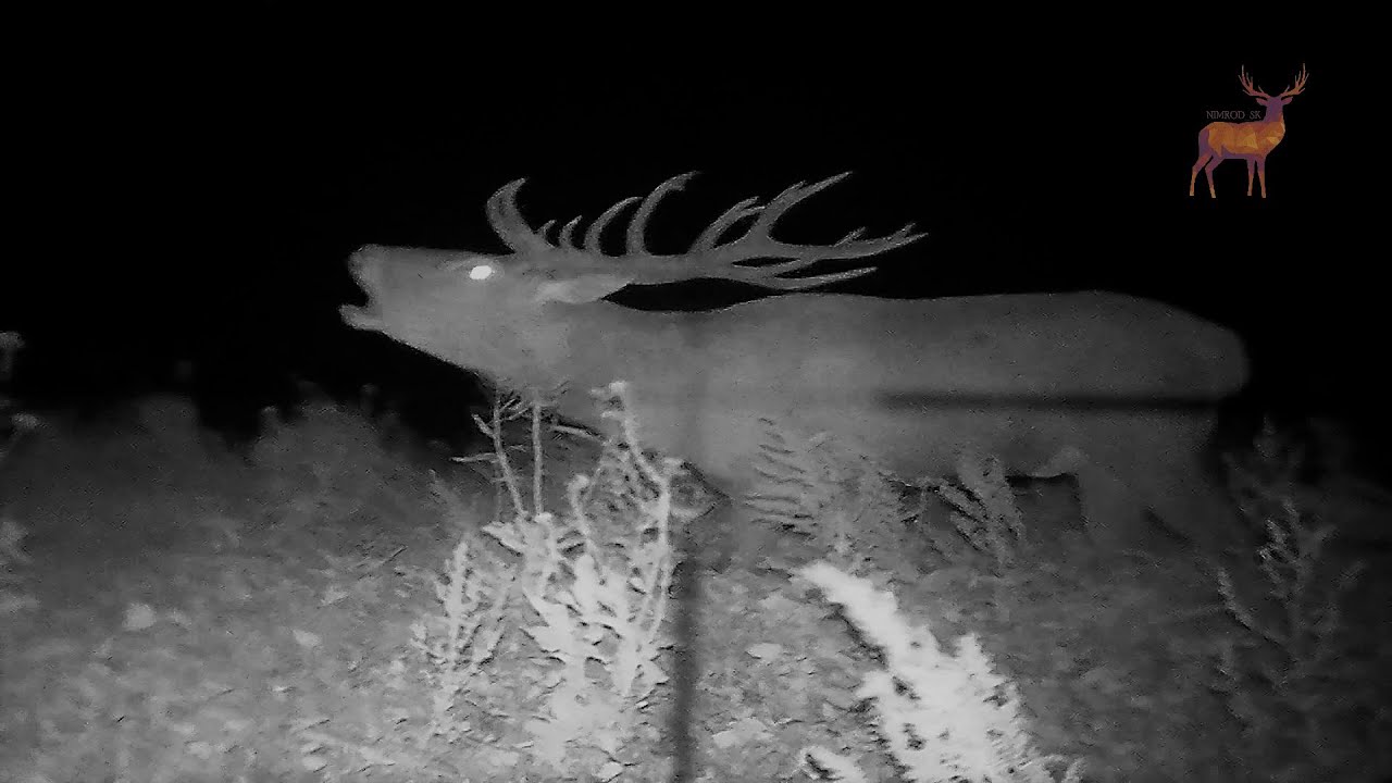 September 2022, Vlog_08 #nimrod_sk #poľovačka #hunting #pard007 #slovakia