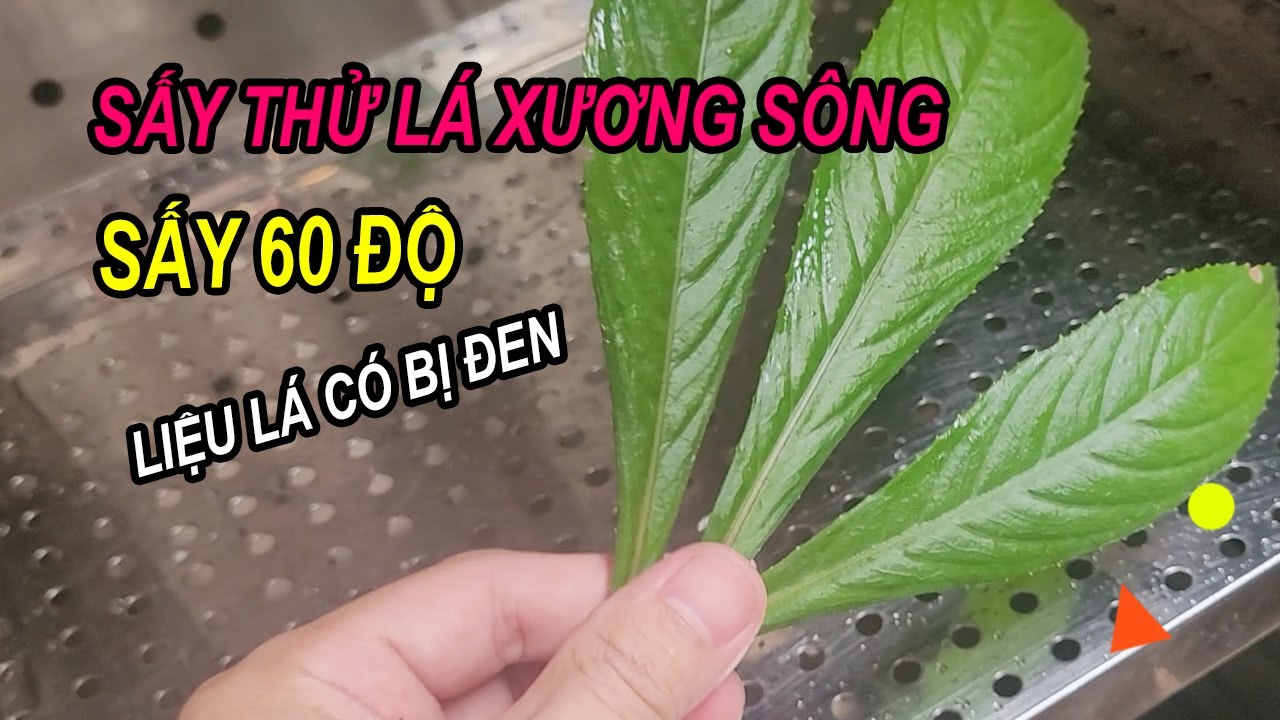 Sấy thử lá xương sông, sấy 60 độ liệu lá có bị đen không