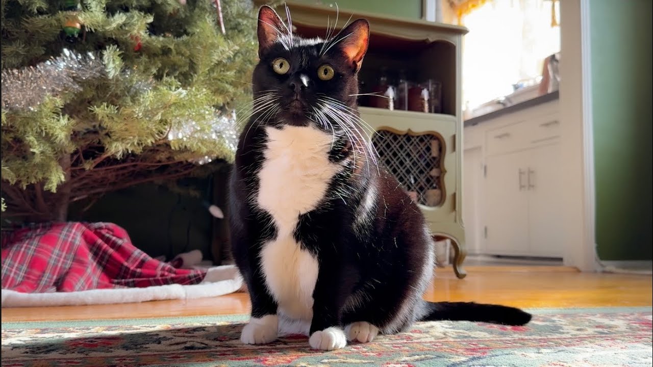 I Spent the Day Caring for 23 Cats (Quiet Pet Sitting Vlog)