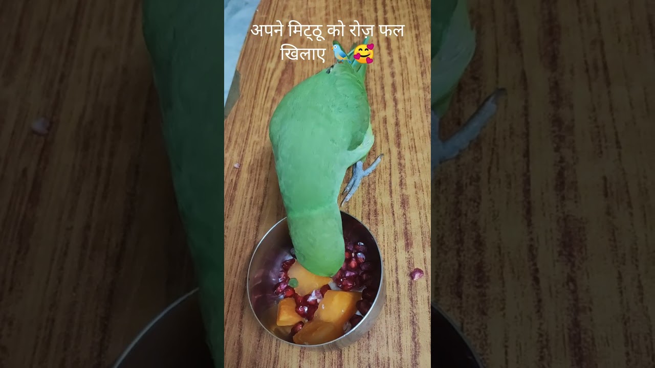 🦜अपने मिट्ठू को रोज़ ताजे फल खिलाए 🐦🥰