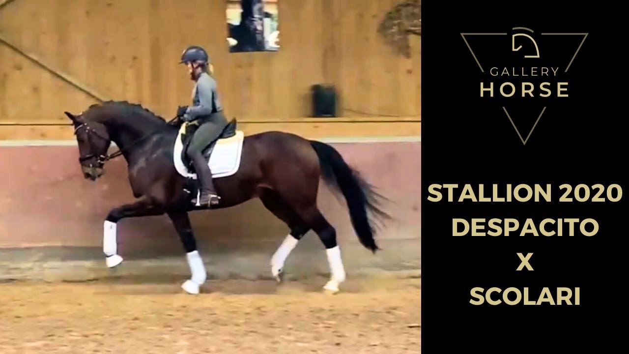 NEW DRESSAGE HORSE - STALLION - 2020 - GHS2382