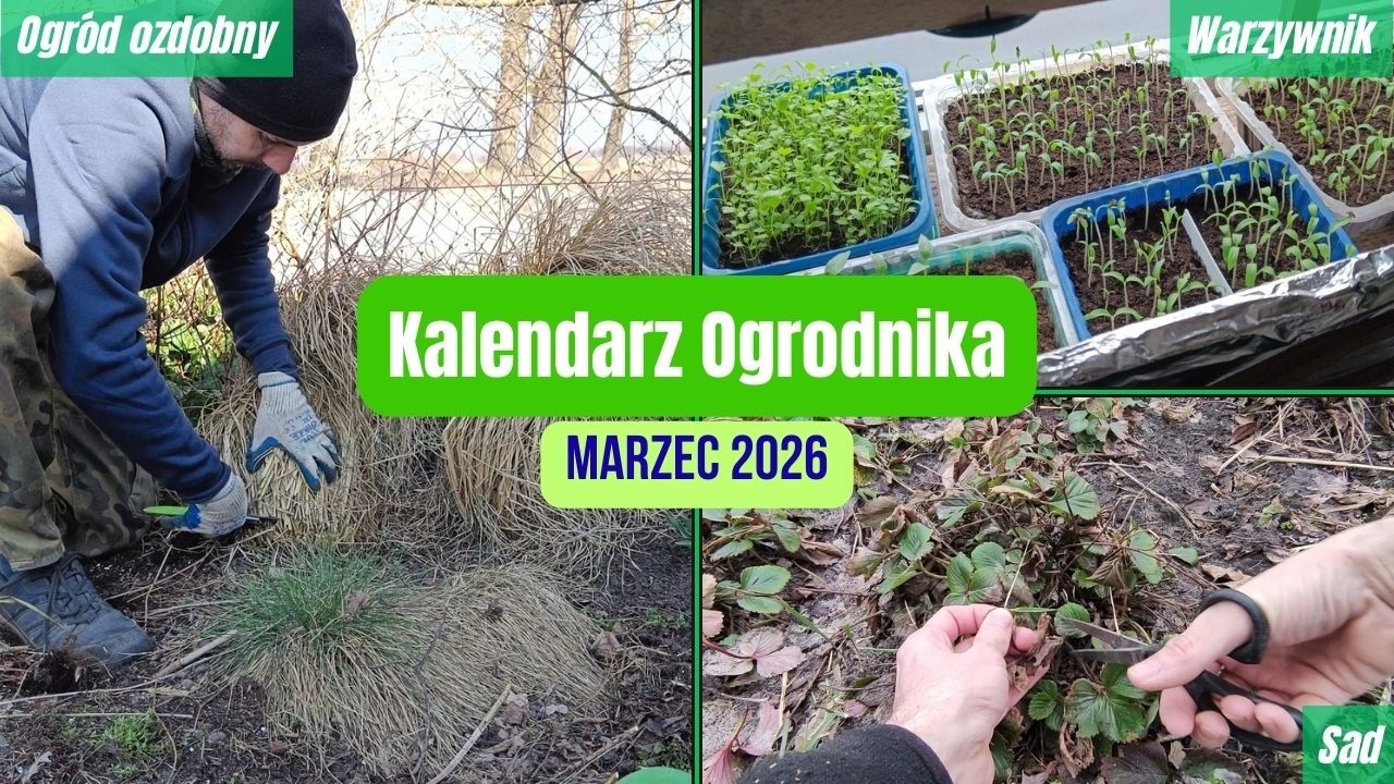 15 prac w marcowym ogrodzie. Kalendarz Ogrodnika 2026. Prace w sadzie, warzywniku, ogrodzie ozdobnym