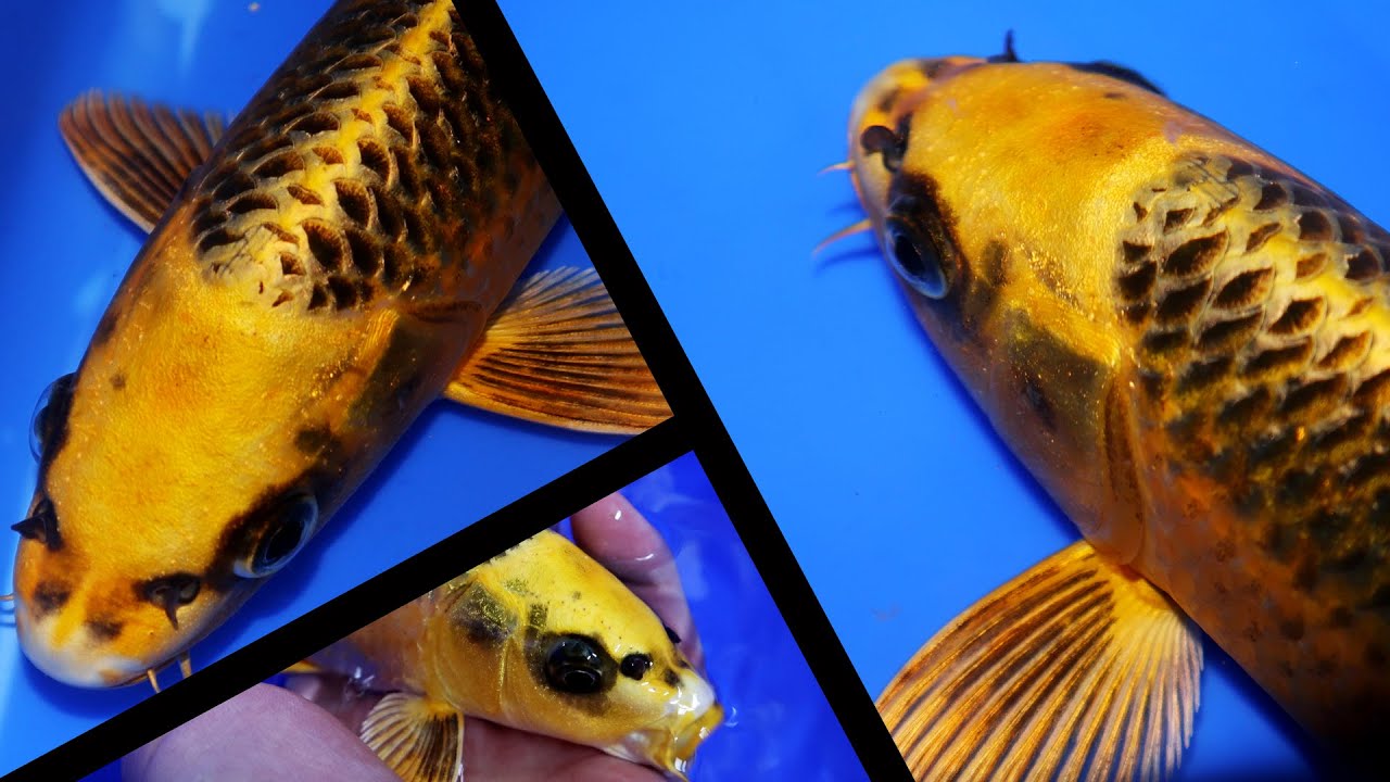 Ki Matsuba Koi variety [KOI GUIDE]