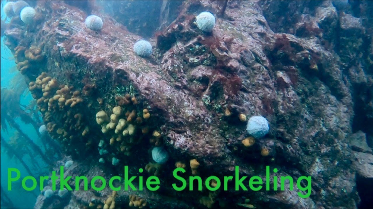 Snorkeling and Freediving Portknockie North Scotland