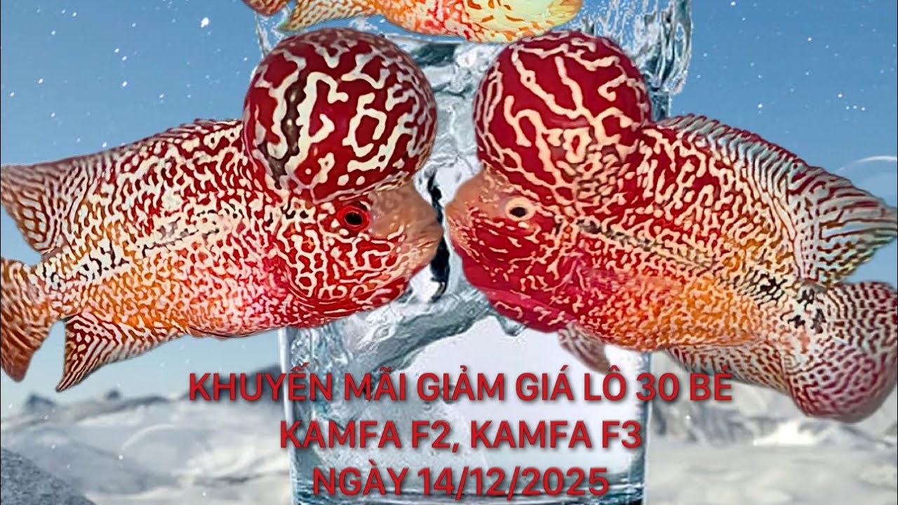 Khuyến mãi giảm giá 30 bé kamfa f2,kamfa f3 đẹp vip giá rẻ, Ngày 14/12/2025, Zalo 0862214123 Pi Trần