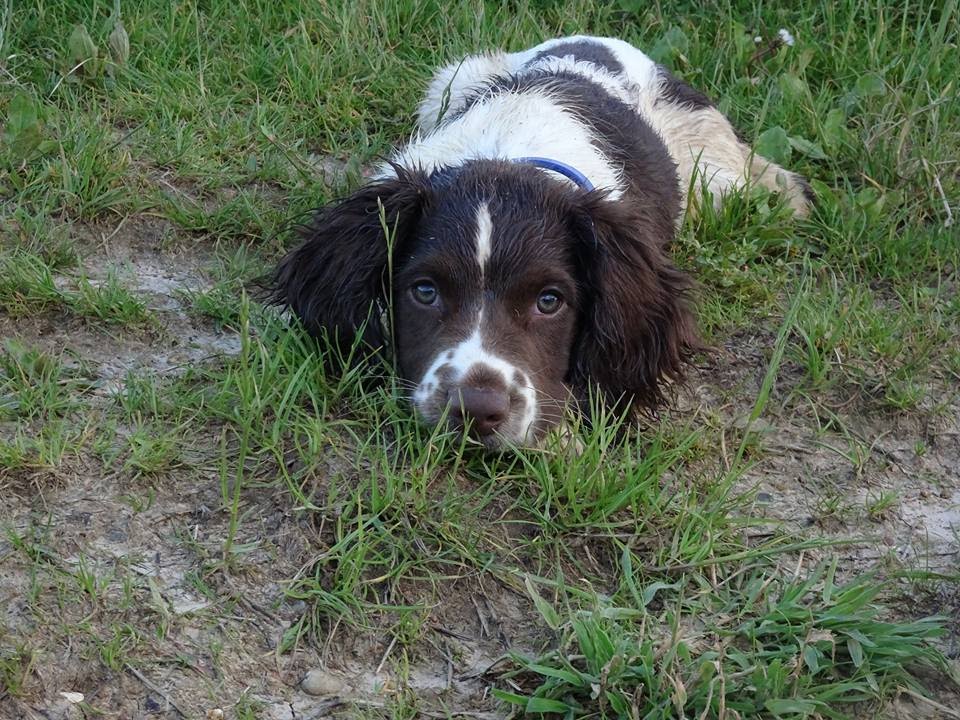 Buster - Springer Spaniel Puppy - 4 Weeks Residential Dog Training