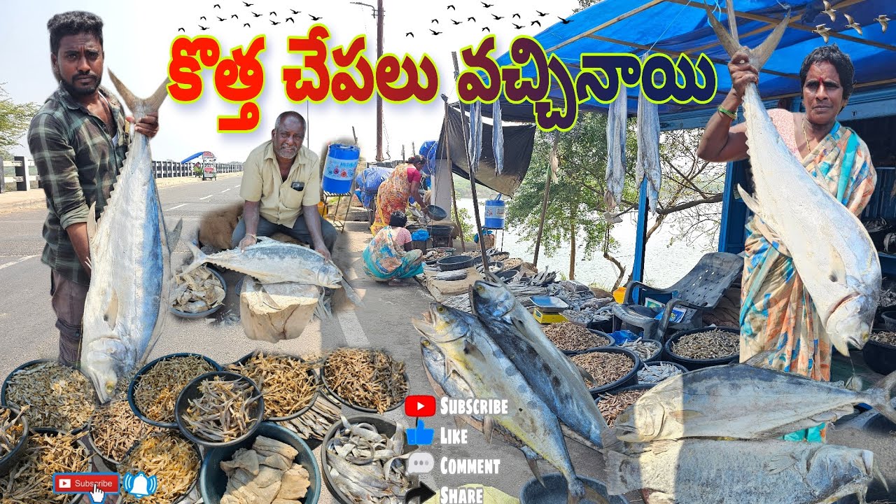 కొత్త చేపలు వచ్చినాయి #viralvideo #dryfish videos #dryfish #fishing #penumudi dryfish #bestdryfish