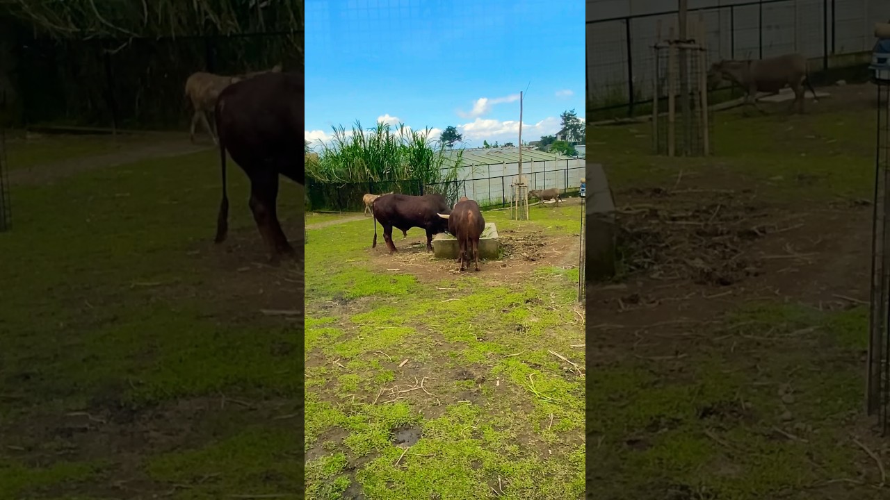 Kampung satwa lembang parkzoo #sapi