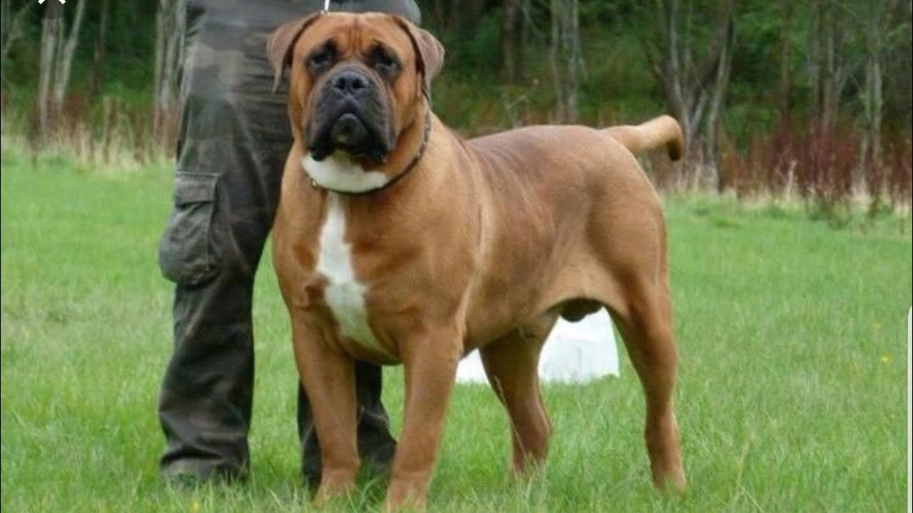 The Power of BOERBOEL dog