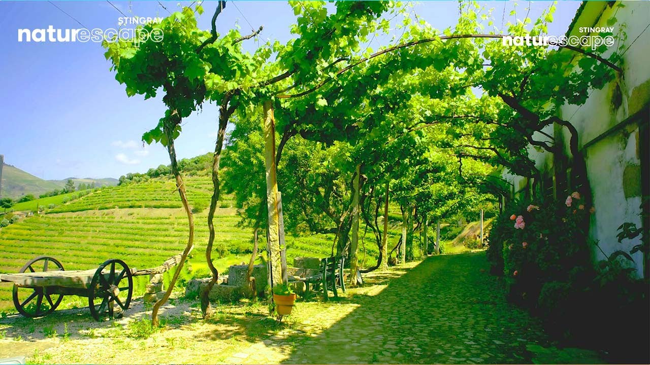 4K Relaxing Ambient Sound At The Beautiful Vineyards of Portugal (No Music) @StingrayNaturescape​