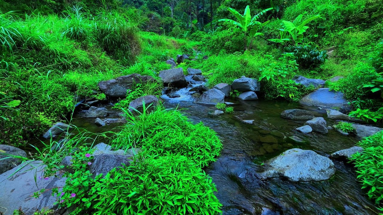 Relaxing Mountain Stream Sounds | Flowing Water & White Noise for Sleep and Relaxation