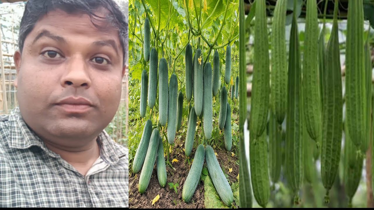  জিকাৰ লগতেই তিয়হ খেতি কেনেকৈ কৰিব লাগে। বৰ্ষা সময়ত বিকিবলৈ কোনটো গুটি দিব লাগে।