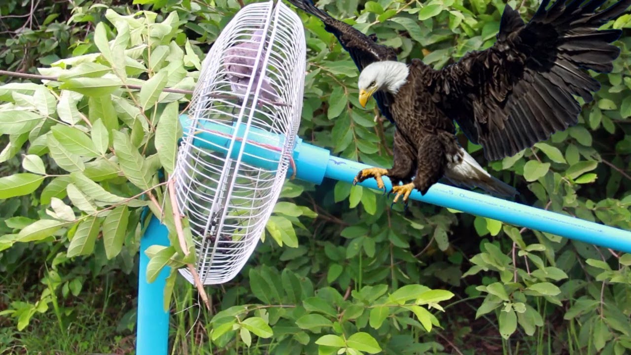 Amazing Bird Trap Using Tube & Electric Fan Guard That Work 100% - DIY Survival Bird Trap!