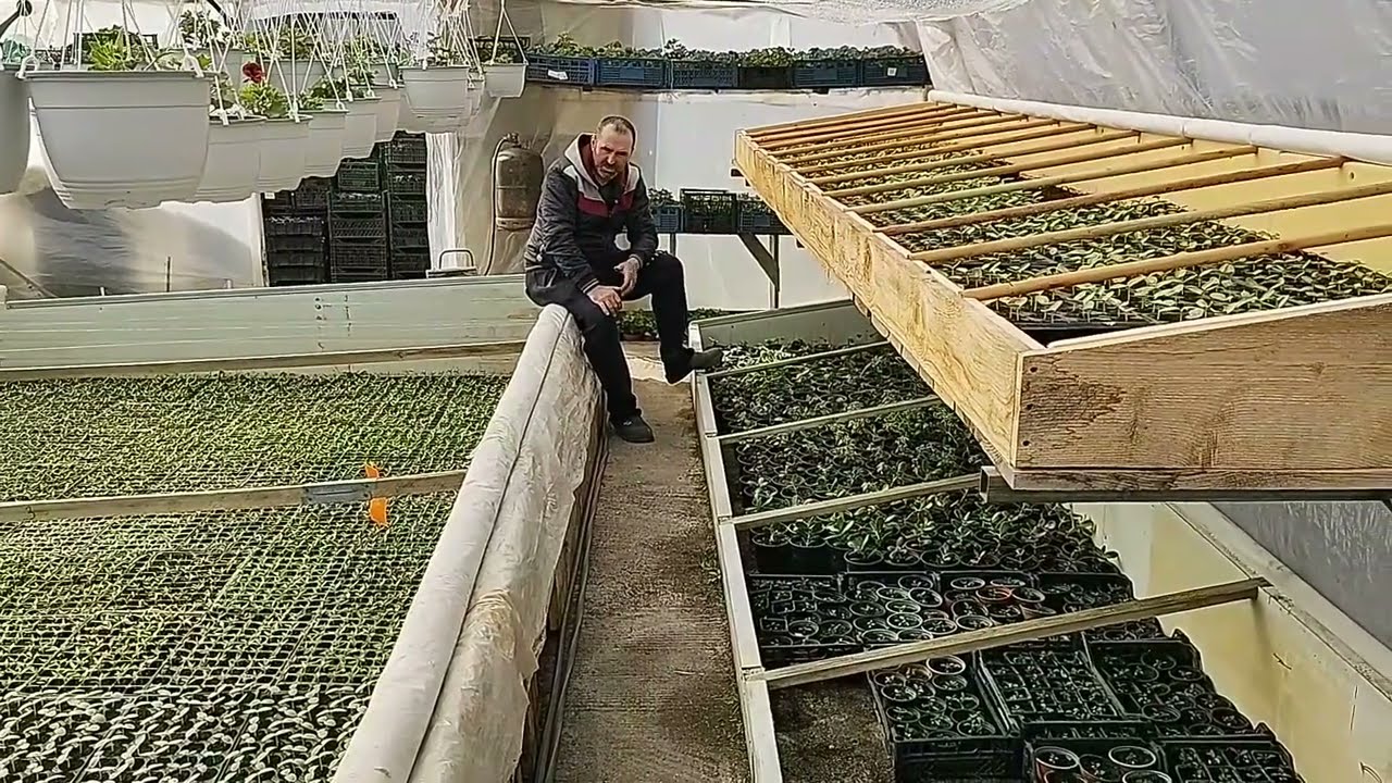 DE CE SEMĂNAM ÎN ALVEOLE MICI SI REPICAM RASADURILE DE LEGUME!!!