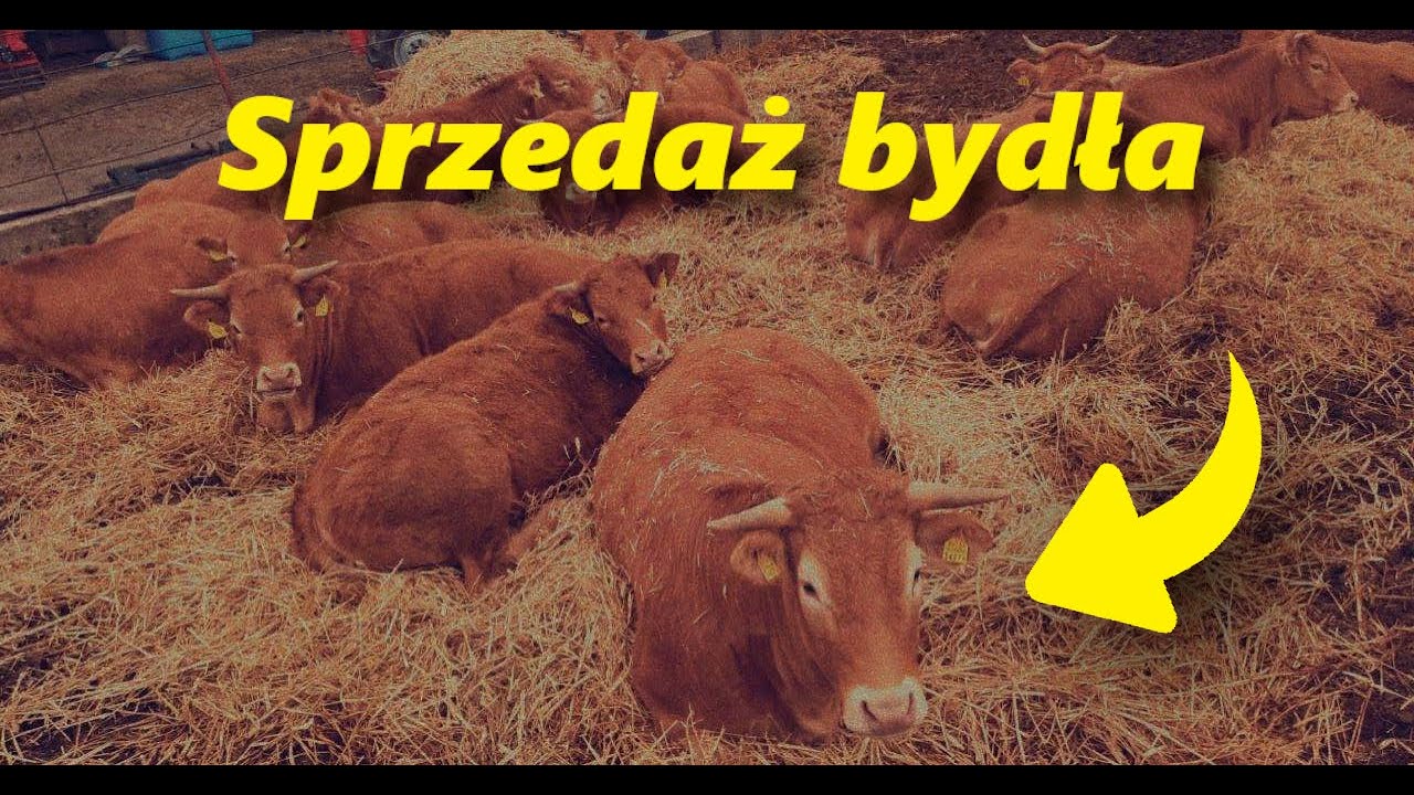 Bydło opasowe. Sprzedaż bydła. Jaka cena?