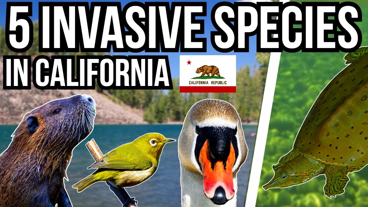 5 Problem Invasive Species In California