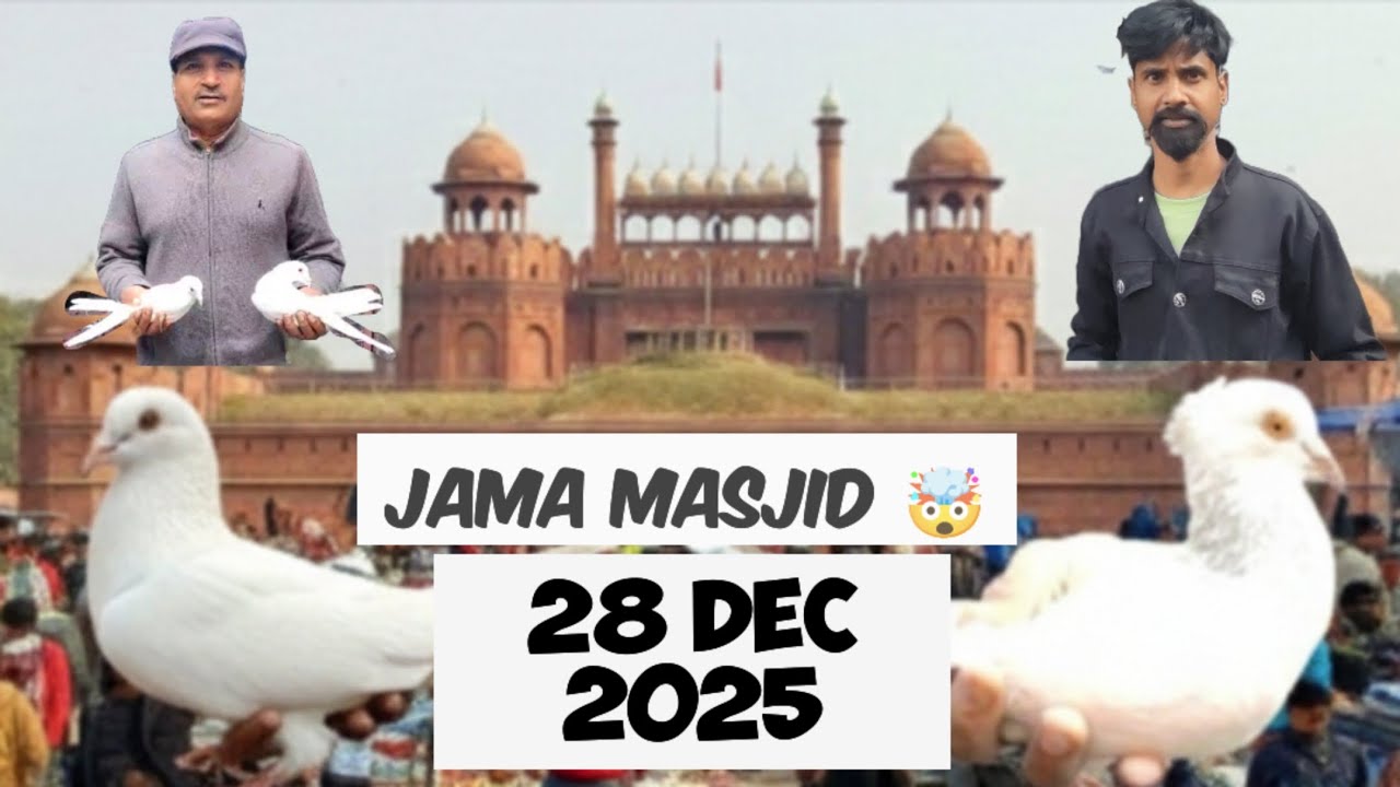 Jama Masjid Par Hui Bheed 🤯🕊️ 28 Dec 2025 🗓️ #kabootar #pigeon #jamamasjid #kabootarking146