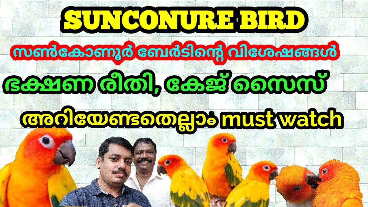 SUNCONURE REARING സൺ‌കോണൂറുകളെ എങ്ങനെ വളർത്താം, ഭക്ഷണ രീതി, CAGE SIZE