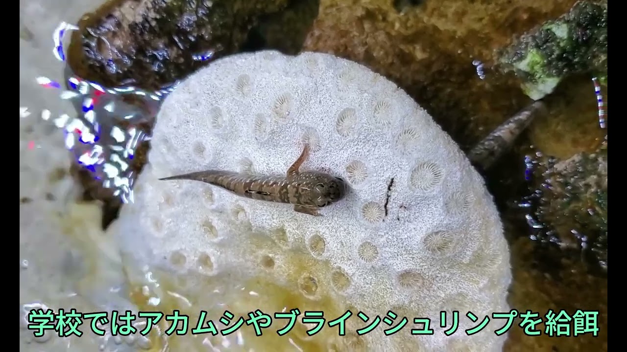 ｢ミナミトビハゼ｣ゆっくり解説(この魚を知らないであろう《あってほしい》後輩向けに作成した物)