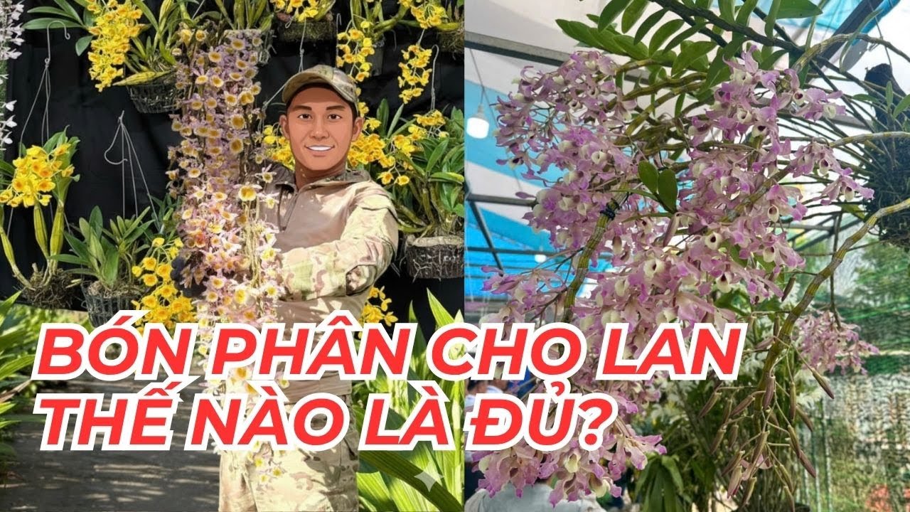 Bón Phân Cho Lan Thế Nào Là ĐỦ? 90% Người Mới Chơi Đang Mắc Lỗi Này!