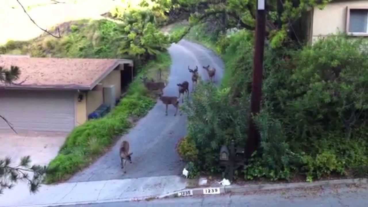 Cat vs Deer - The Translation