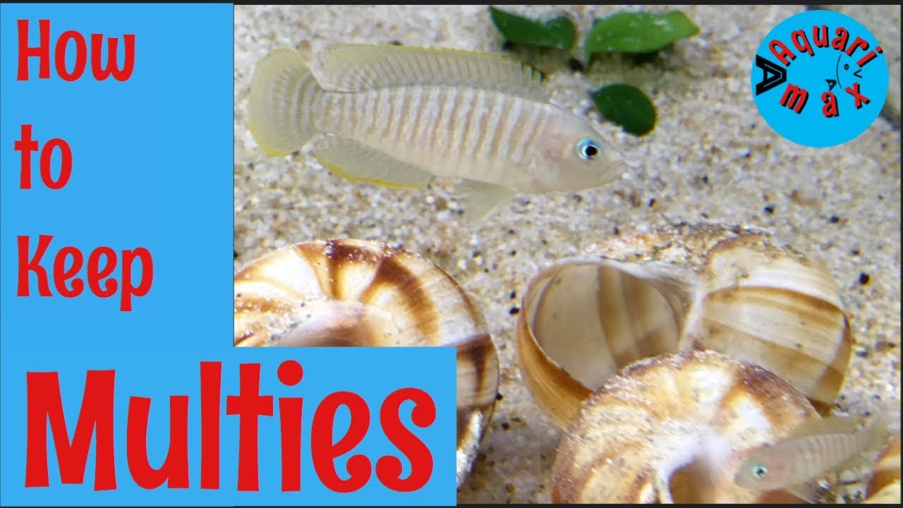 Как сохранить Neolamprologus multifasciatus