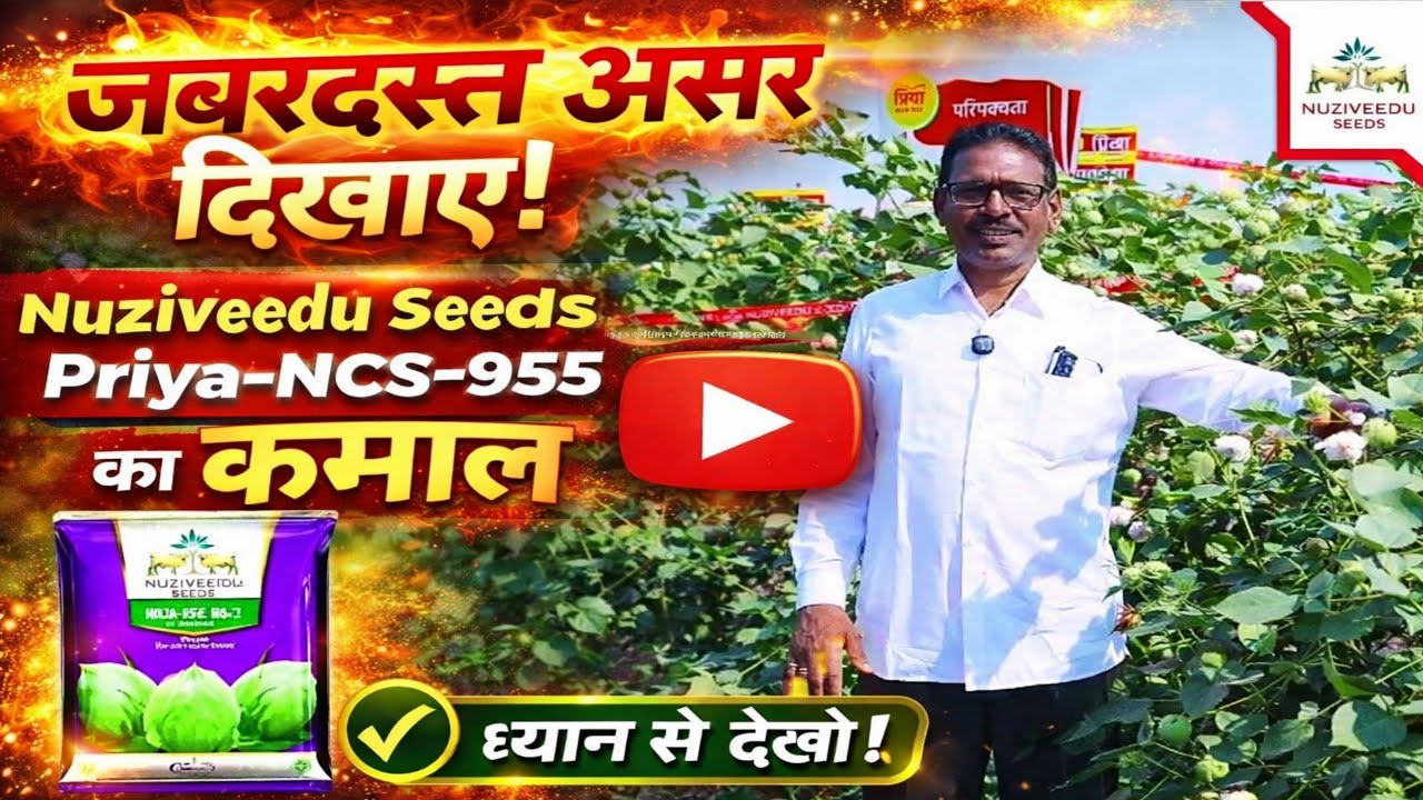 प्रिया NCS- 955 कपास की वैरायटी |  NUZIVEEDU SEEDS KA KAPAS  | OF COMPANY |