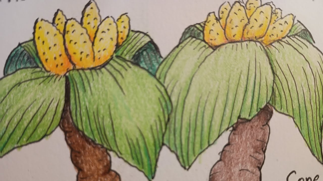 Prismacolor vs Crayola. Side by side comparison. #drawing #color #art 