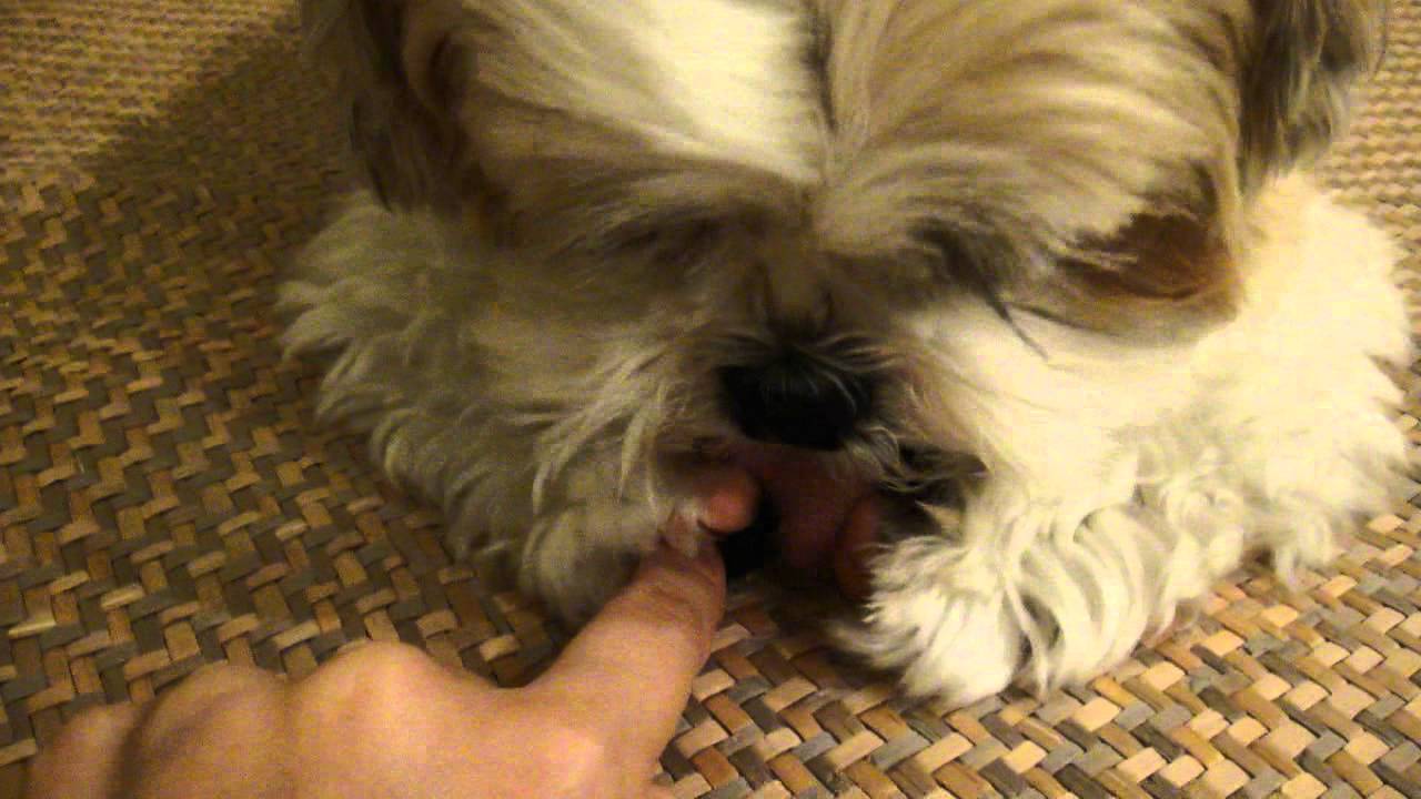 [Shih Tzu] 仔仔愛舔腳腳 dog love to lick his paws