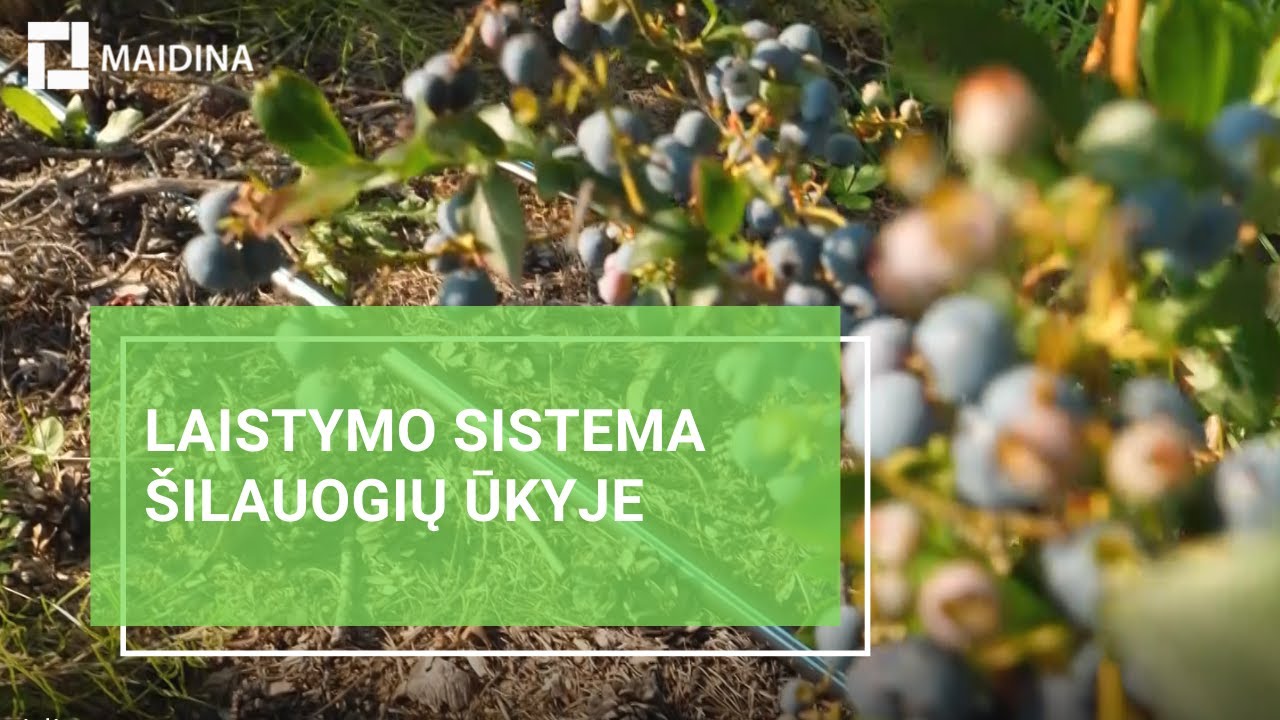 Kaip atrodo šilauogių laistymo sistema kalvotoje vietovėje?
