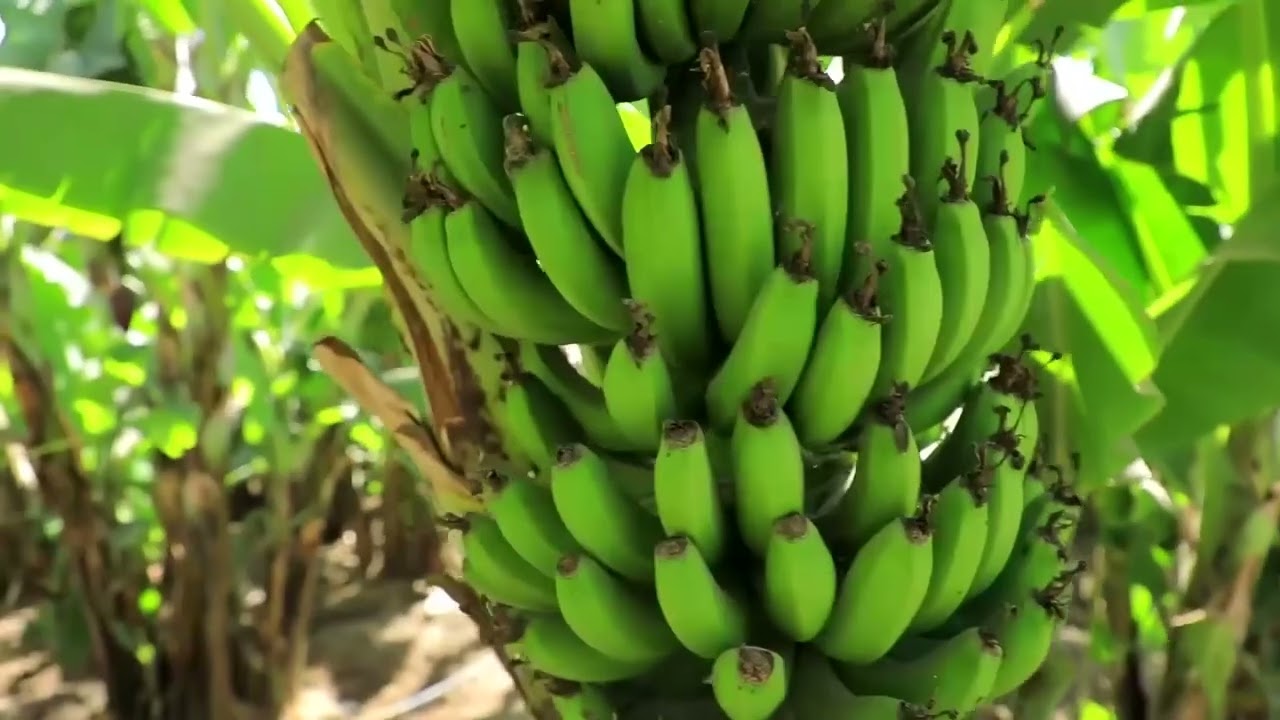  Bulchiinsa Magaalaa Adaamaa 🙏🙏🙏🙏🙏🙏