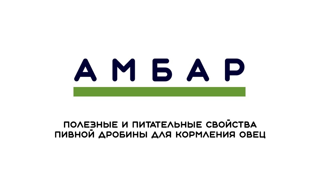 Кормление овец пивной дробиной