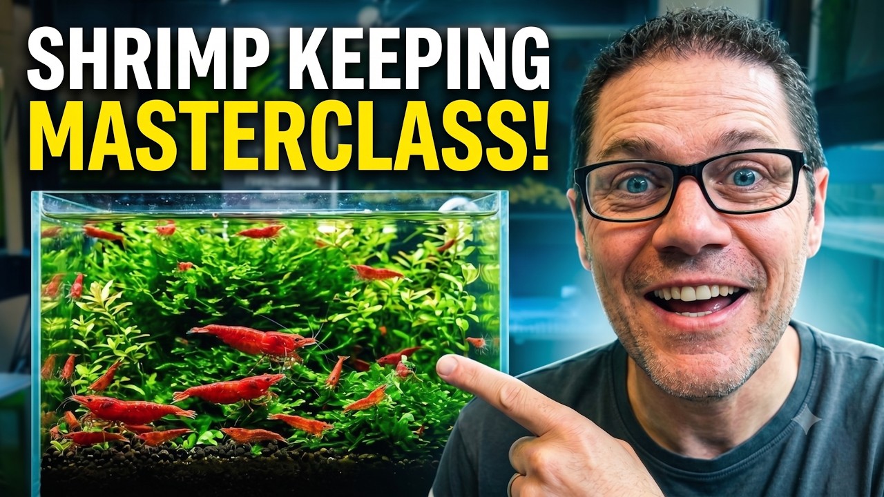 FREE Shrimp Keeping Masterclass For Beginners - Part 1 🦐