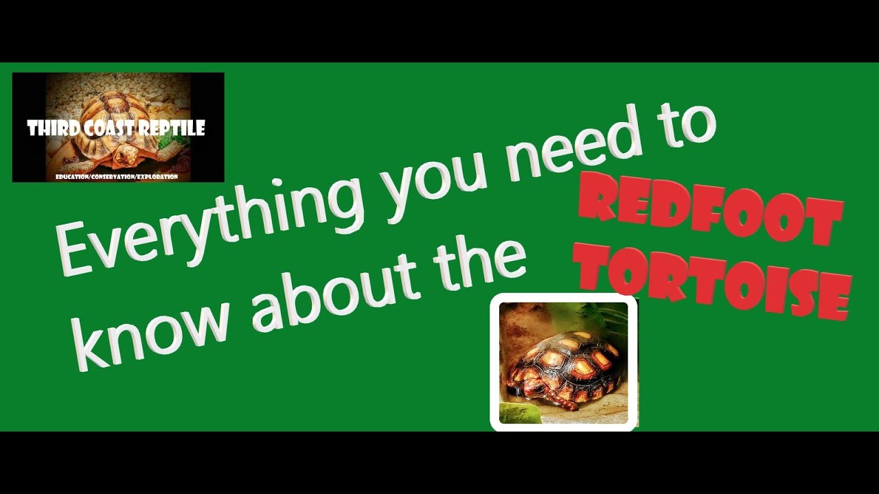 All about the Redfoot Tortoise
