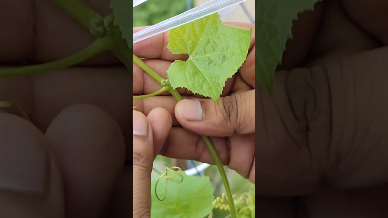 Apical vs Axillary Bud 🌱 Practical Demo!