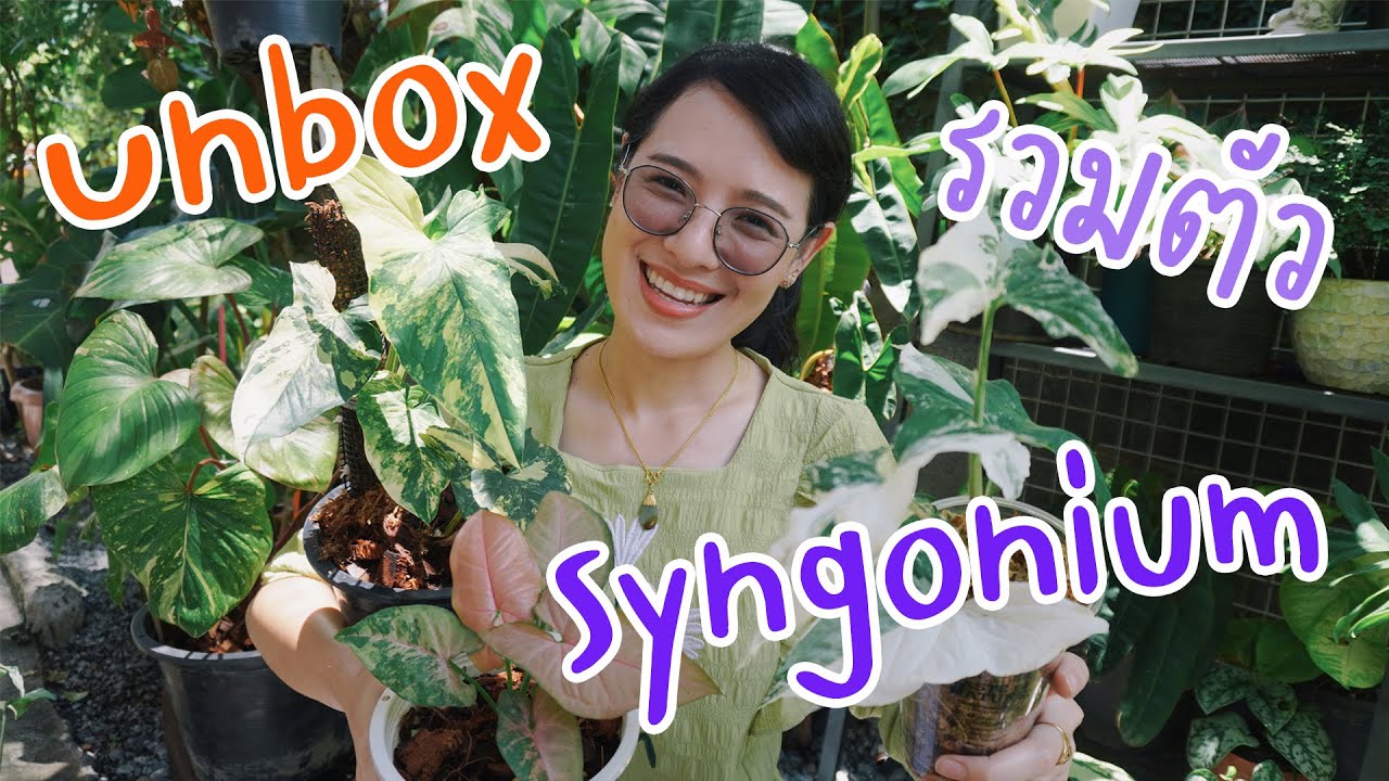 Unbox ต้นไม้เดือนเมษายน พร้อมวิธีดูแล #Syngonium #เงินไหลมา