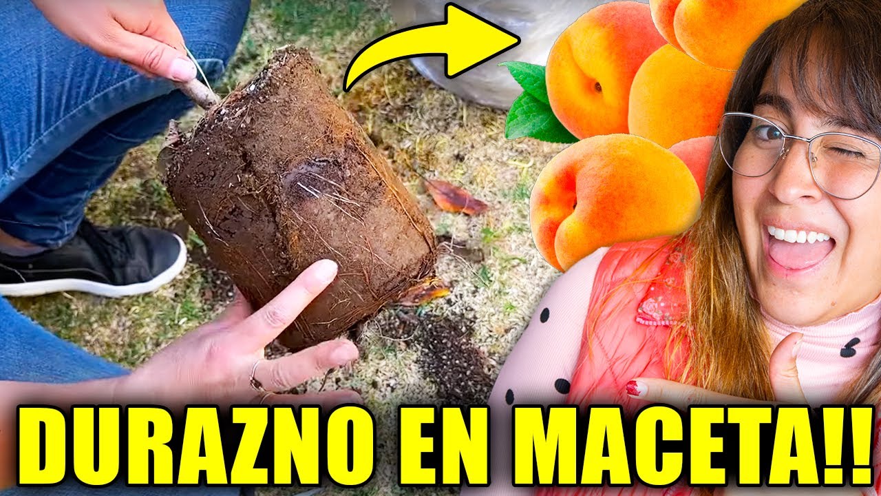 🍑 Descubre cómo CULTIVAR un DURAZNO en MACETA y tener una cosecha de ensueño 🌟