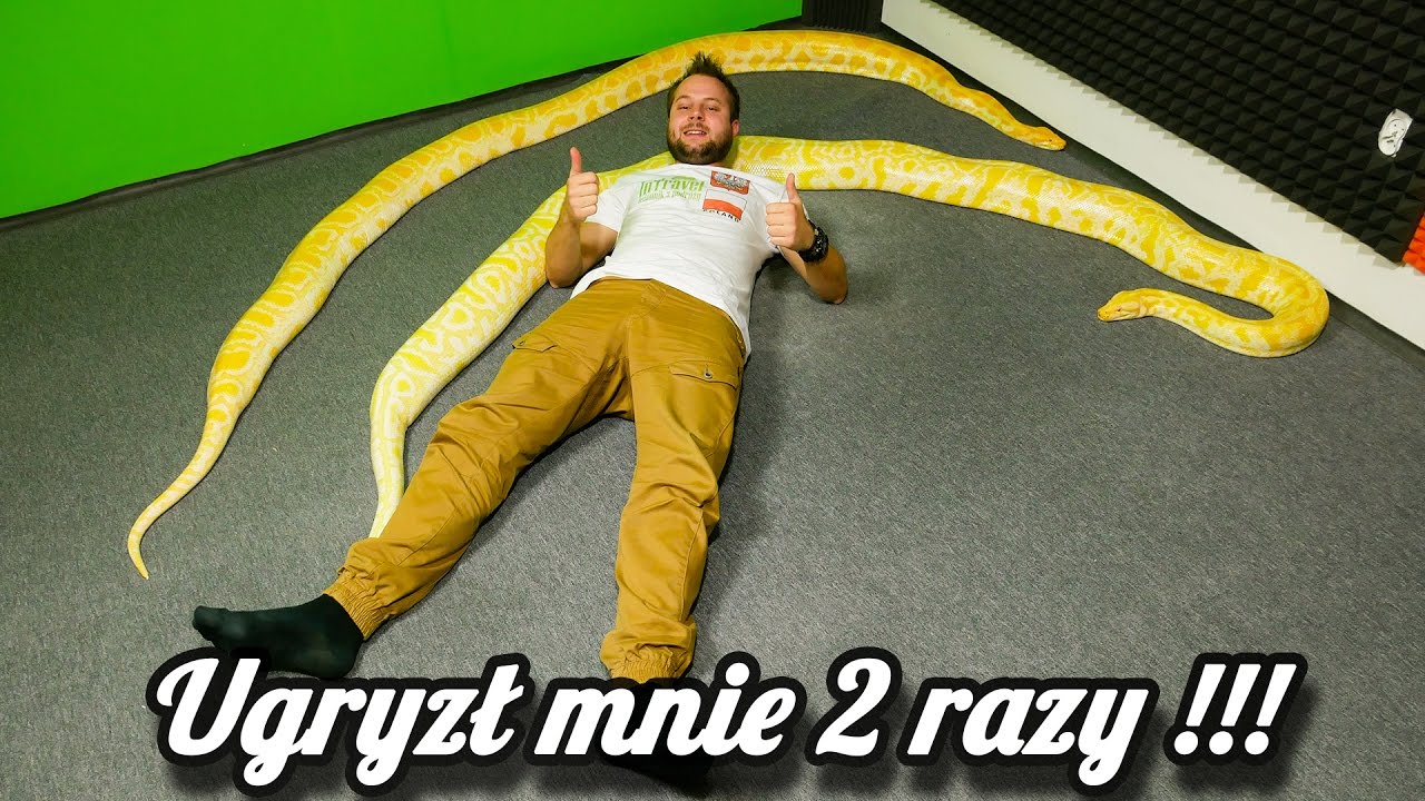 CIEKAWOSTKI O HODOWLI PYTONA W DOMU