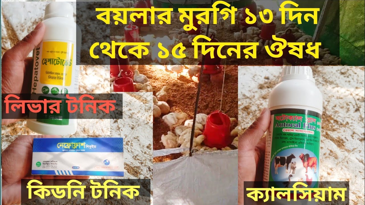 বয়লার মুরগি ১৩ দিন থেকে ১৫ দিনের ঔষধ যা যা খাওয়াবেন