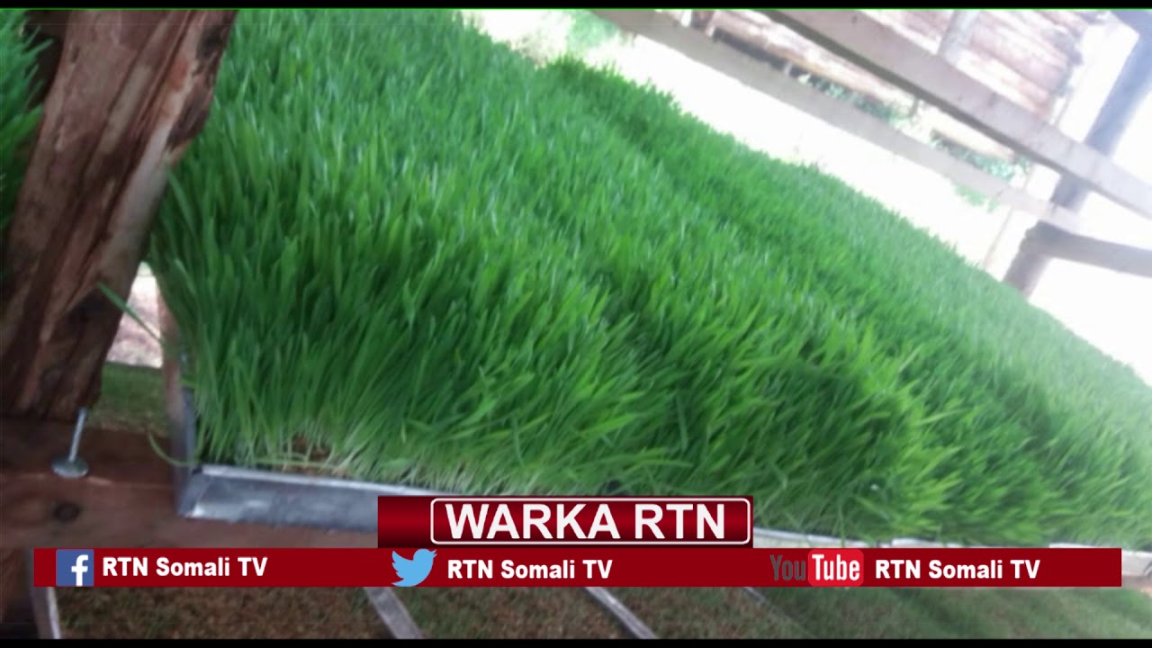 RTN TV: Shirkad Cawska Beerta oo laga Hirgaliyay Beledwayne